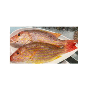 Whole Lane Snapper (Lutjanus synagris)