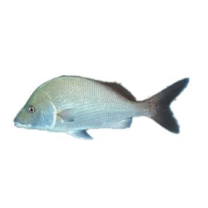 Whole Margaret Fish